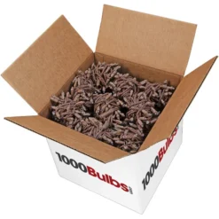 LED Christmas String Lights - 25.5 Ft. - (50) Wide Angle Pure White LED's - 6 In. Bulb Spacing - Brown Wire -Bulbs Shop data 392